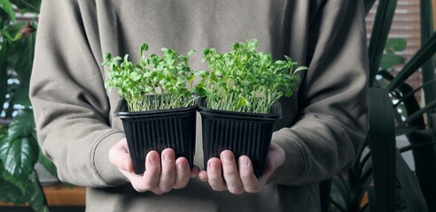 The concept of growing and using herbs. A young man holds and looks at young coriander sprouts. The theme of spring preparatory planting.