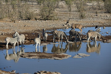 Fototapeta na wymiar Reflection of the animals in Namibia, Etosha National Park