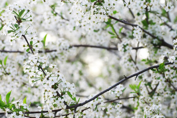 Fototapeta premium White flowers on a green bush. Spring cherry apple blossom. The white rose is blooming.