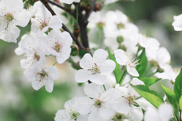 White flowers on a green bush. The white rose is blooming. Spring cherry apple blossom.