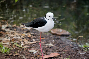 the black winged stilt is standing on one leg