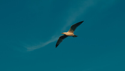 seagull in flight