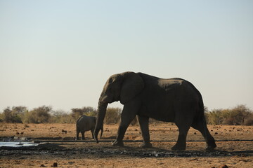 Naklejka na ściany i meble Elephant Family has a great time in swamp, Namibia Etosha National Park