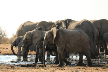 Fototapeta premium Elephant Family has a great time in swamp, Namibia Etosha National Park