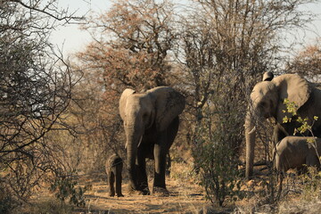 Fototapeta premium Elephant Family has a great time in swamp, Namibia Etosha National Park