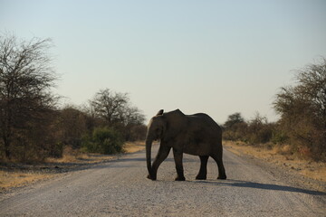 Obraz na płótnie Canvas Elephant Family has a great time in swamp, Namibia Etosha National Park