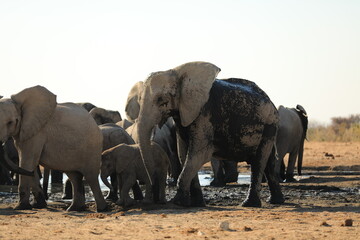 Fototapeta na wymiar Elephant Family has a great time in swamp, Namibia Etosha National Park