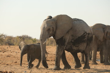 Fototapeta premium Elephant Family has a great time in swamp, Namibia Etosha National Park