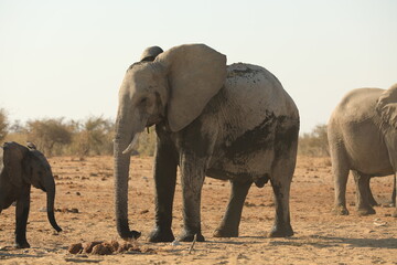 Fototapeta premium Elephant Family has a great time in swamp, Namibia Etosha National Park