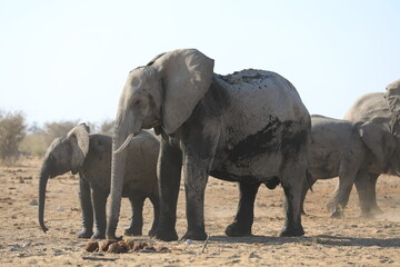 Fototapeta premium Elephant Family has a great time in swamp, Namibia Etosha National Park