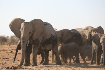 Elephant Family has a great time in swamp, Namibia Etosha National Park