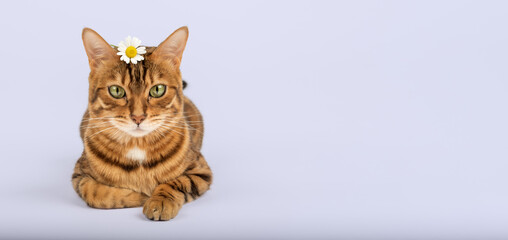 A cat with a camomile on its head on a colored background.