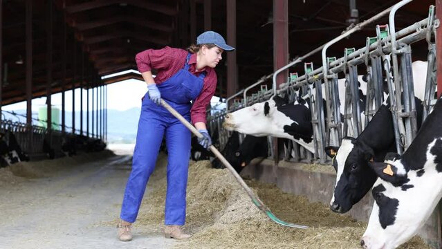 Hardworking young woman farmer in overalls posing with rake and smiling at camera while working on cow farm