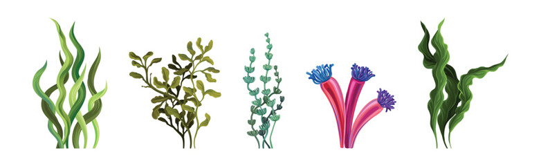Corals and Seaweed as Growing Underwater Flora and Sea Plants Vector Set © Happypictures
