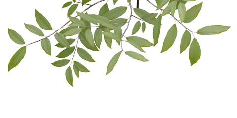 Green leaves on transparent background, 3d render.
