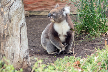 the koala is walking between trees looking for food