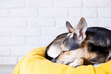 Cute mixed breed dog lying on yellow bed at home falling asleep , home plants on the background