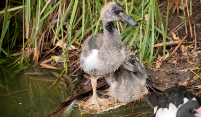 the two magpie goslings are together on a rock