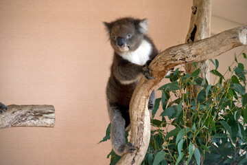 the koala is climbing up a tree to get eucalpytus leaves