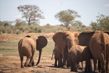 Fototapeta na wymiar Red elephants in Tsavo National Park at the waterhole. Elephant herd with children and babies in beautiful savannah landscape in Kenya, Africa.
