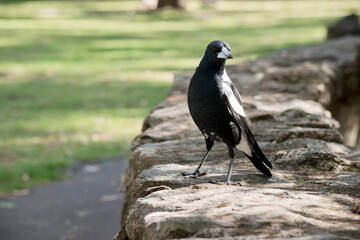 Fototapeta premium the magpie is resting on a wall