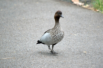 the male australian wood duck is walk on a path