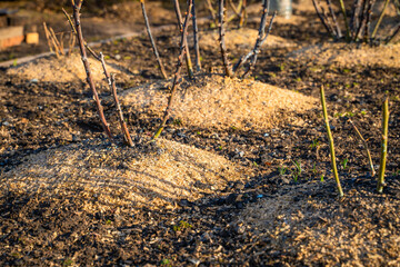 Flowerbed with rose bushes in early spring. Sunset on a country lawn with rose bushes with bare...