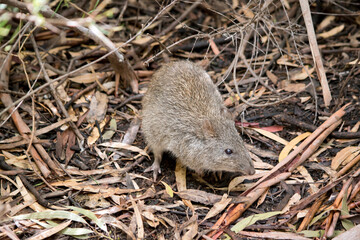the long nosed potoroo is looking for food