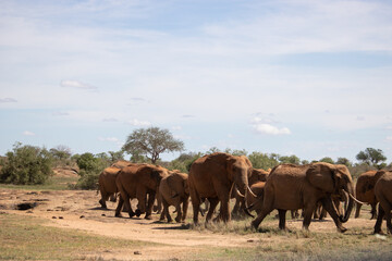 Fototapeta na wymiar Red elephants in Tsavo National Park at the waterhole. Elephant herd with children and babies in beautiful savannah landscape in Kenya, Africa.