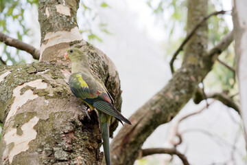 the regent parrot is perched on a tree and can hardly be seen as he blends in so well