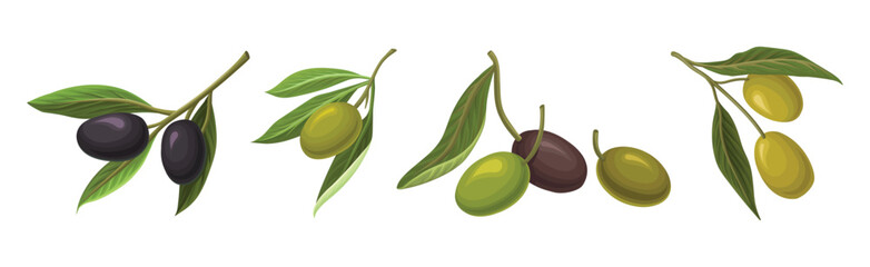 Fresh and Ripe Olive Black and Green Fruit Vector Set