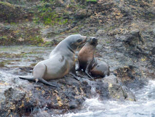 Naklejka premium Seals Leaning Away