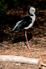 the black winged stilt is standing on one leg