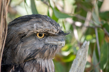 this is a side view of a tawny frogmouth with his eye open