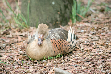 the plumed whistling duck is resting on the ground