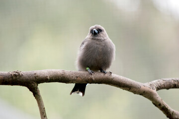 the woodswallow is perched on a tree branch