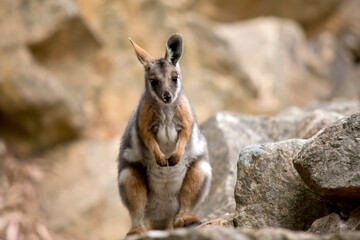 Naklejka na ściany i meble the yellow footed rock wallaby is sitting on a rocky mountain