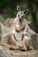 the yellow footed rock wallaby is sitting on its hind legs