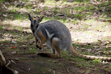 the yellow footed rock wallaby is looking for food