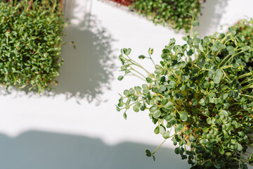 Fototapeta na wymiar Microgreens in trays on a white windowsill in the sun.