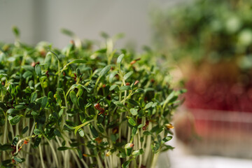 Close-up microgreens in containers under sunlight.