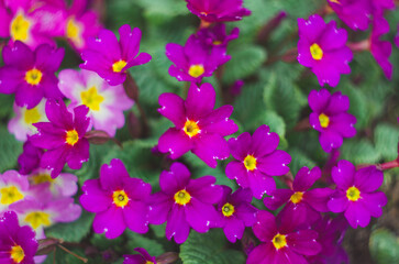 Fototapeta na wymiar Bright pink blooming flowers with a white center with a yellow spot of primrose