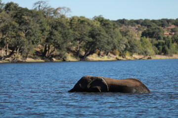 Fototapeta premium Elephant Cross the River in Botzwana, Chobe River
