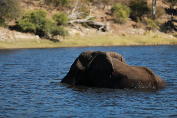 Elephant Cross the River in Botzwana, Chobe River