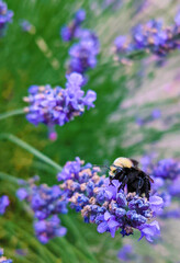 Bumblebee on  Purple Flowers