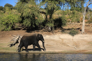 Elephant Cross the River in Botzwana, Chobe River