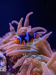 Clownfish