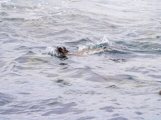 Fototapeta premium Brown Seal Head