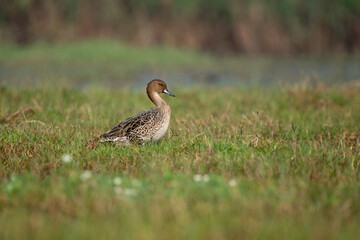 Gadwall bird resting in the grass with use of selective focus 
