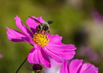bee on a flower